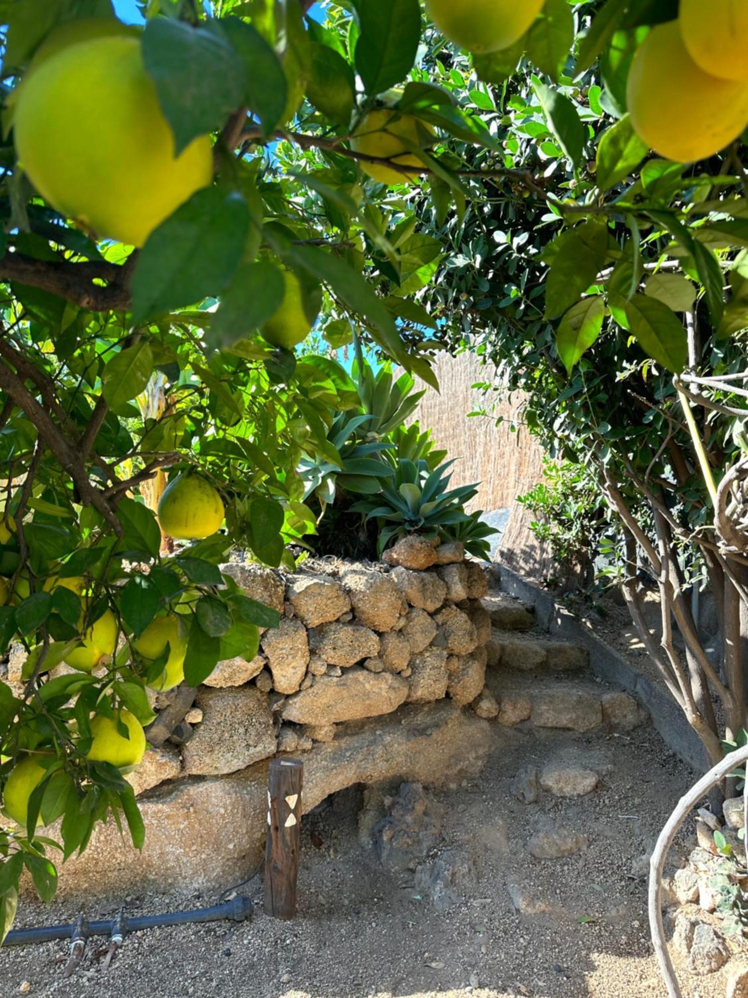 Afrikan Krisant Tenerife, Casa Rural Ecologica Арафо Экстерьер фото
